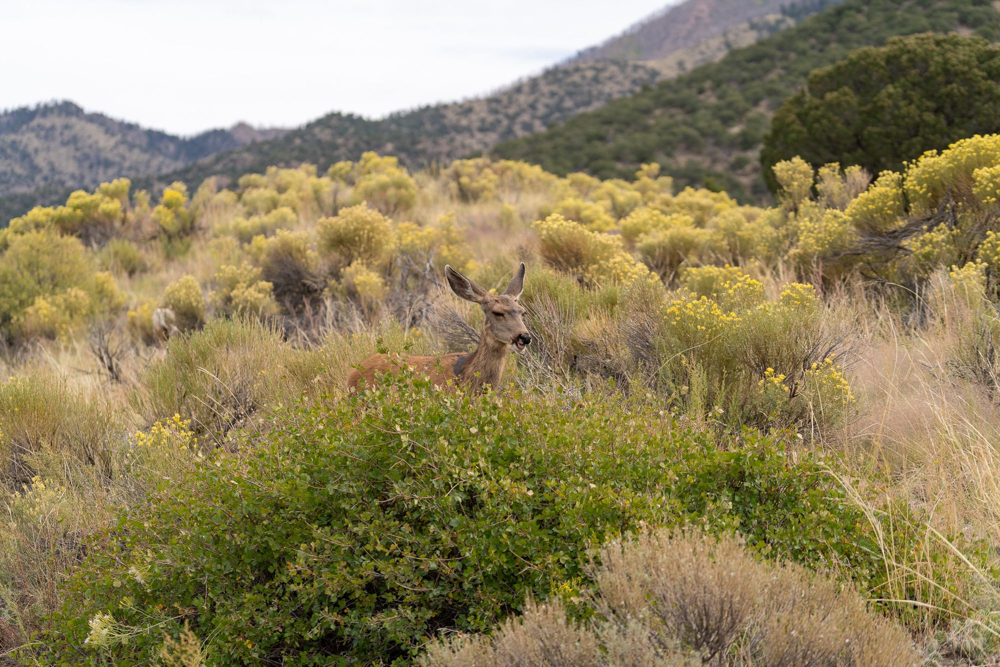 Great Sand Dunes National Park